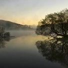 Two Trees 